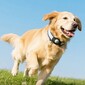 GPS брелок Hoco E91C для животных